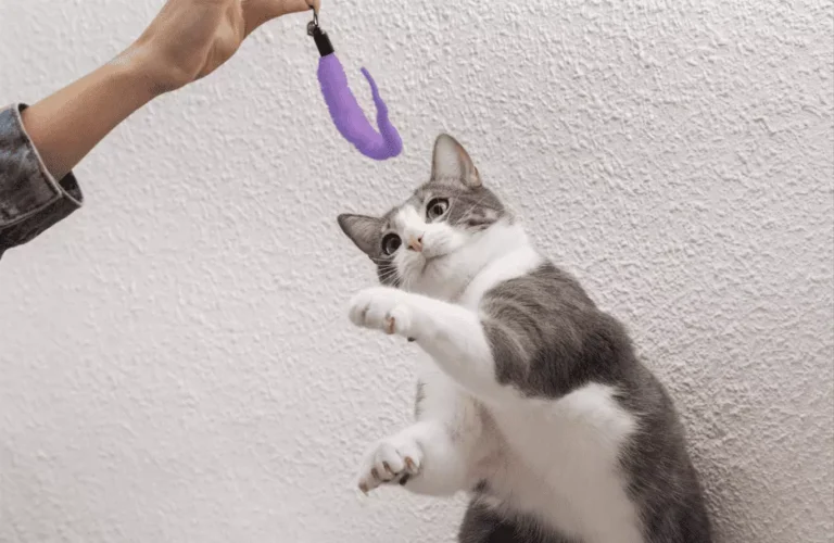 Cat Care at Home Made Easy – Everything You Need to Know